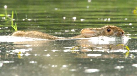 can wild rabbits swim and the intriguing world of animal adaptations