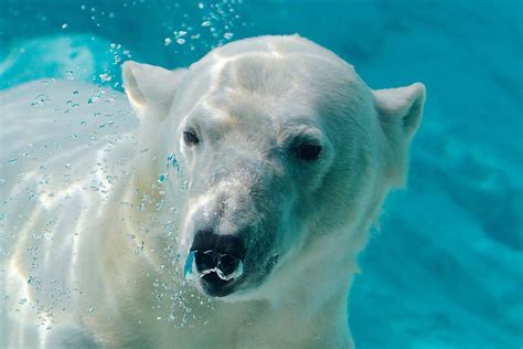 how long can a polar bear swim for how often do polar bears swim?