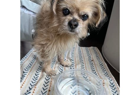 why is my senior dog drinking so much water: Exploring Various Factors Behind This Behavioral Change